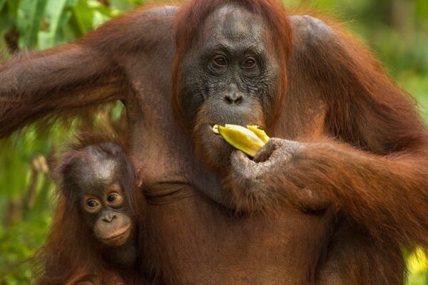 Borneo Orang Utan Female and Baby 1